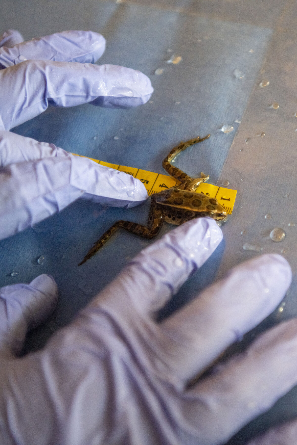 Northern Leopard Frog Tagging 16.jpg